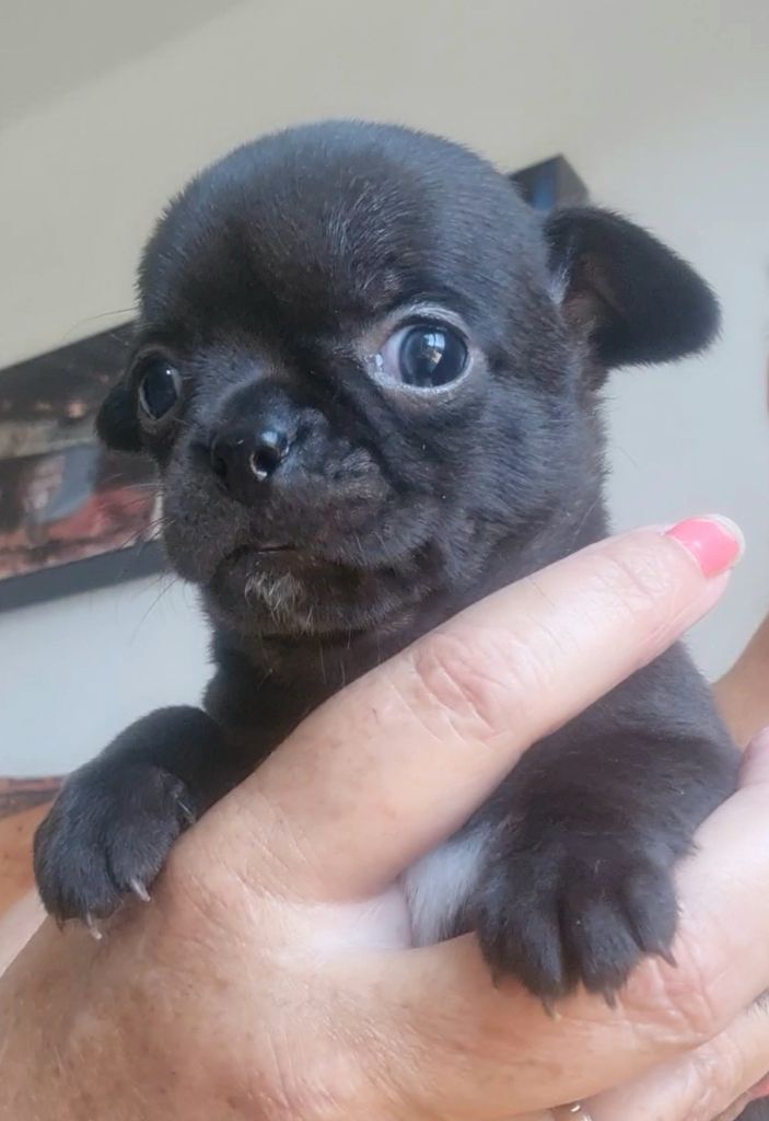 De L’Ecrin Des Joyaux - Chiots disponibles - Chihuahua
